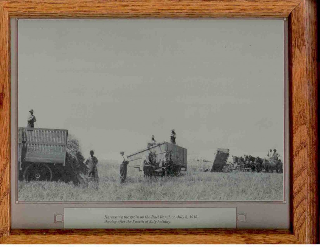 Rue Ranch grain harvest, 1915